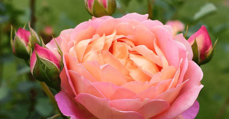 中央.蔵敷だべりサロン