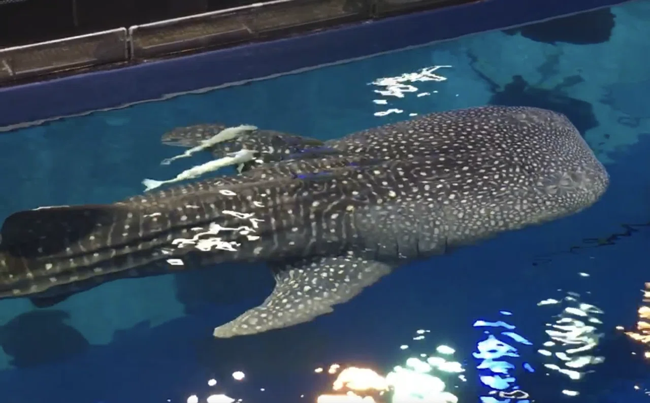 新プロジェクトX〜挑戦者たち〜（美ら海水族館）｜Kodemari