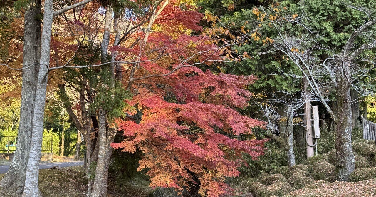 たんばコイン｜ルノー