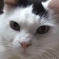 さき🐱