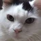 さき🐱