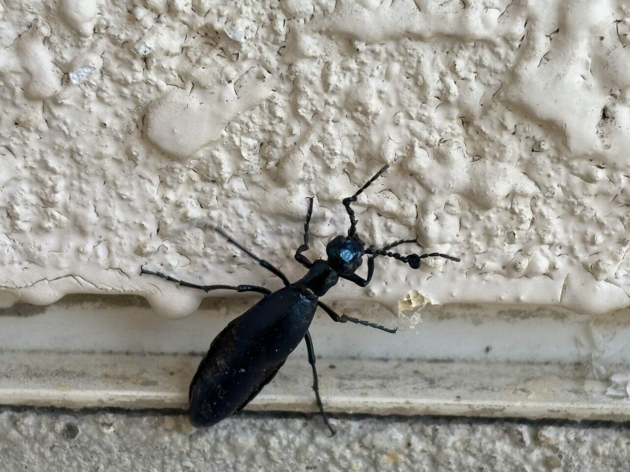 絶滅危惧種ツチハンミョウが尋ねて来た @独り言｜瑜伽(ゆが)