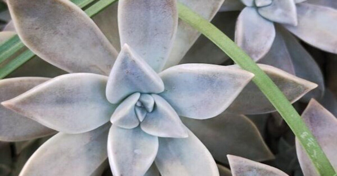 オボロヅキ（名前に宿る色）｜高瀬浩之