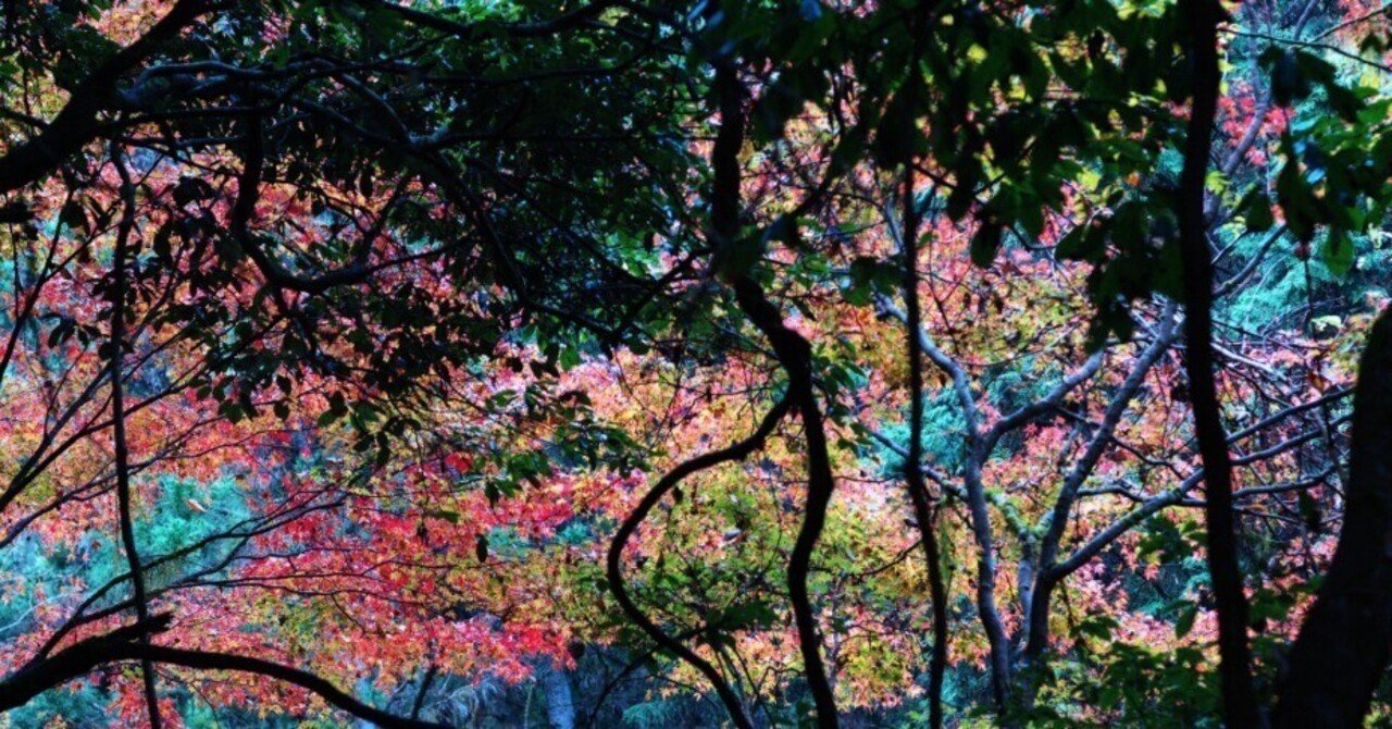 紅葉｜くまかめら