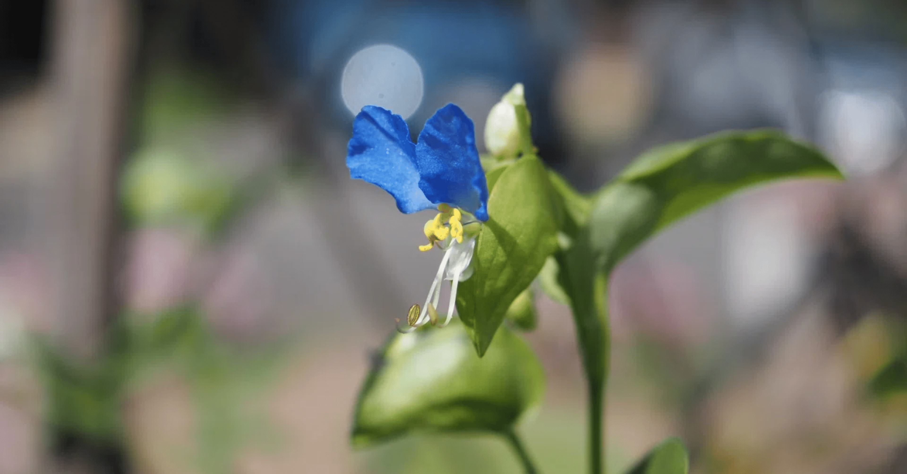 ★ 露草★ 露草 no.2〜名もなき花｜南の島のさっちゃんばあば