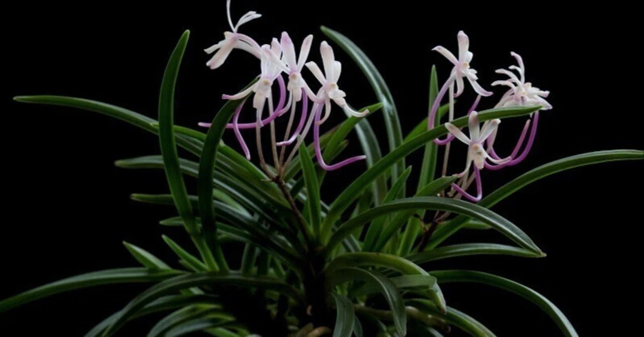 フウラン「山採り赤花(岡山産)」の花(過去の画像倉庫から)｜KJ Morison