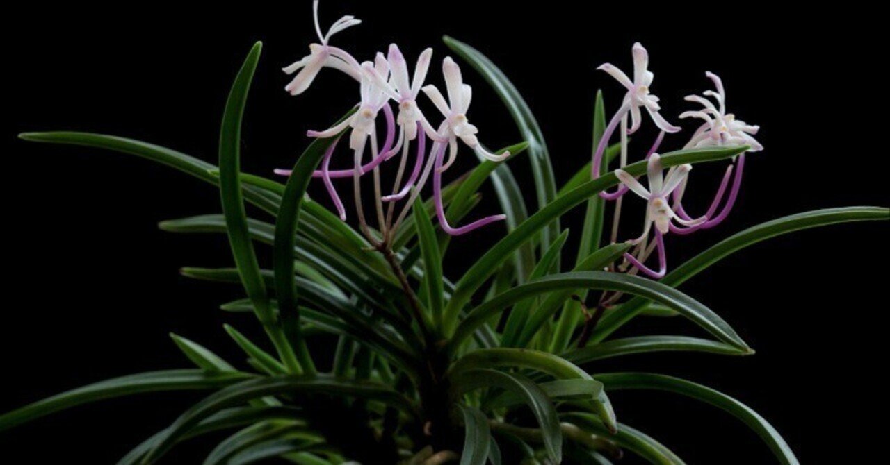 フウラン「山採り赤花(岡山産)」の花(過去の画像倉庫から)｜KJ Morison