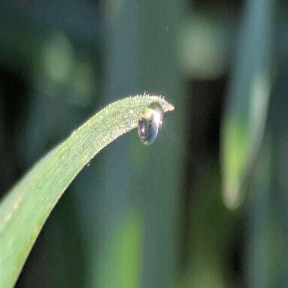 今朝の水滴⑨｜ichiro70