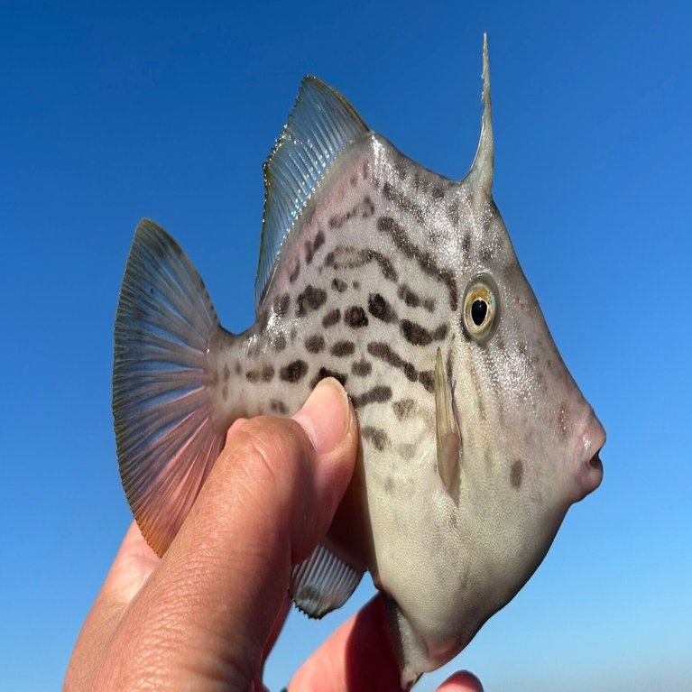 和彦丸 カワハギ｜kumaneko1118