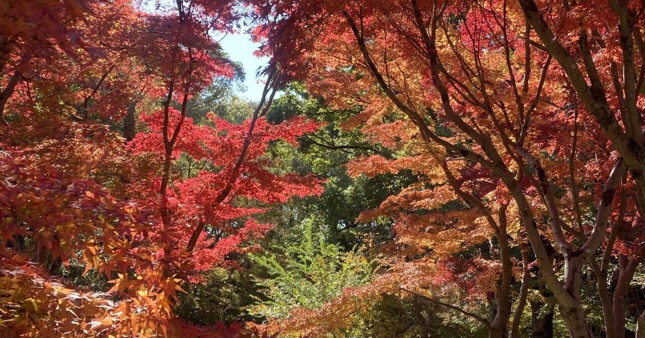 錦 秋 と は