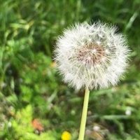 米と大豆の花言葉 キッチンからつぶやく50代主婦のサスティナブルな毎日 Note 米と大豆の花言葉 キッチンからつぶやく50代主婦のサスティナブルな毎日 Note