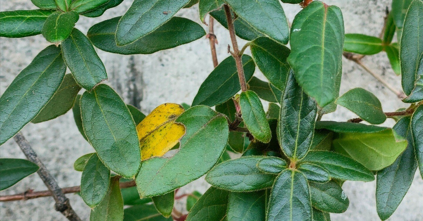 オーダー品 スイカズラとつぶつぶ草 スイカズラ？｜月澄狸