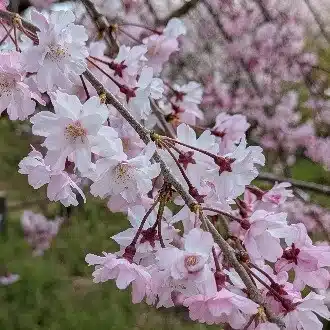 菜桜（さいさくら）