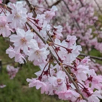 菜桜（さいさくら）