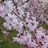 菜桜（さいさくら）