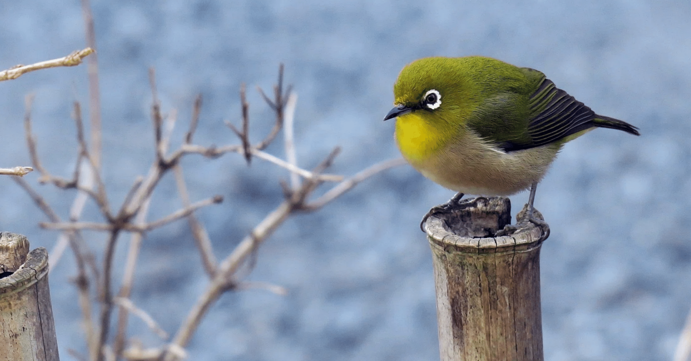 ウグイスです、って差し出された鳥かごの中の鳥。メジロなんですが