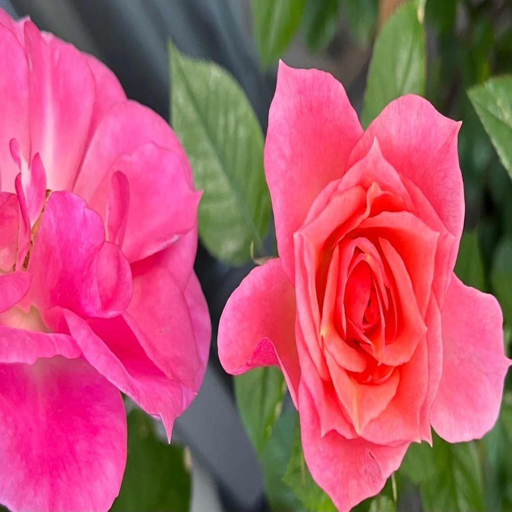 【バラ売り可】 Man 公式写真 205枚 タミヤ ミニ四駆特別企画 HG カーボンマルチワイドステー（3mm） | タミヤ