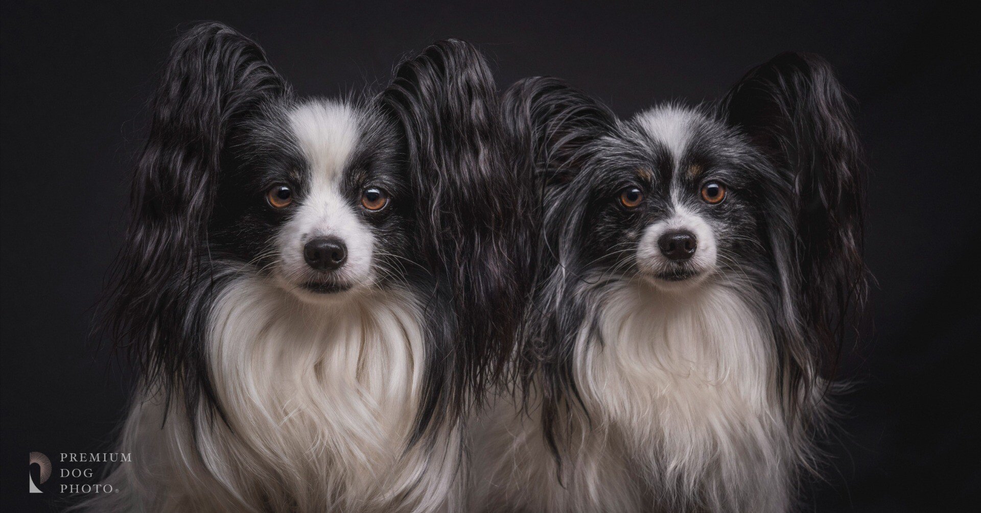 犬、犬の肖像 シン・ツー犬、半立体肖像画 - ショップ 五福工房 人形・フィギュア