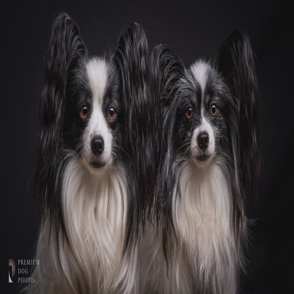 ただの記録ではない、『作品』としての愛犬を。 〜 建築、婚礼、肖像