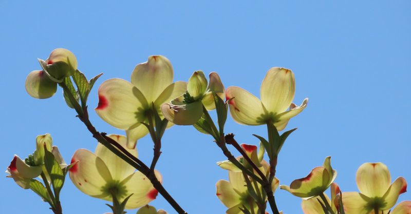 花水木