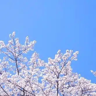高橋あつむ