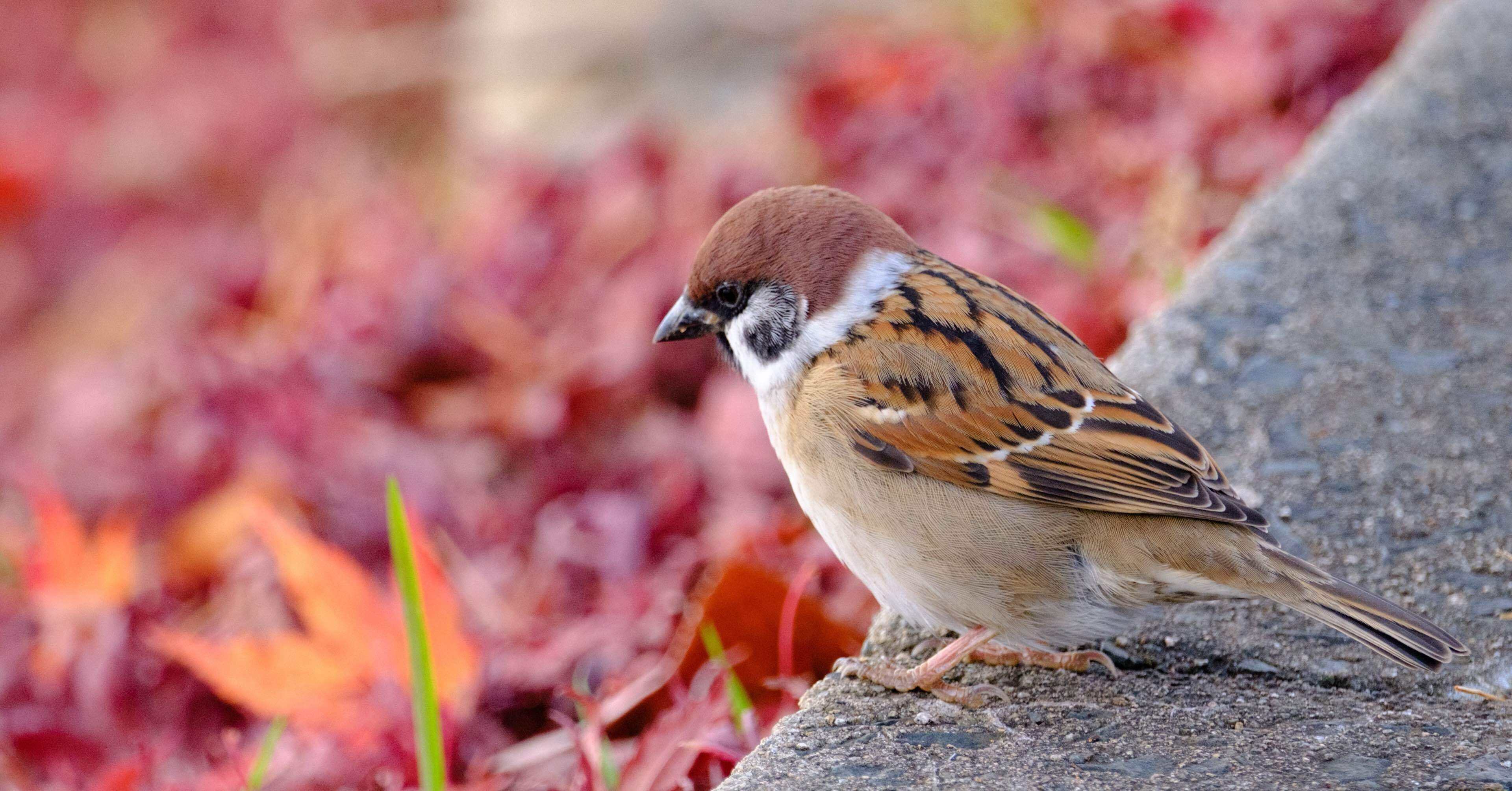 超望遠での初探鳥！｜FUJIFILM X-T50 & XF150-600mm｜cap