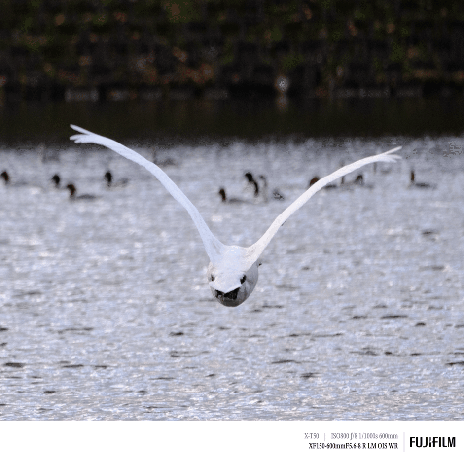 超望遠での初探鳥！｜FUJIFILM X-T50 & XF150-600mm｜cap