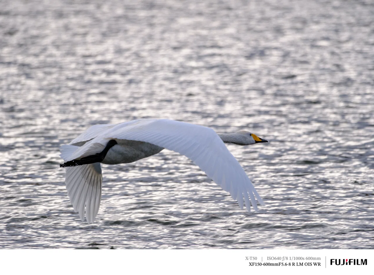 超望遠での初探鳥！｜FUJIFILM X-T50 & XF150-600mm｜cap