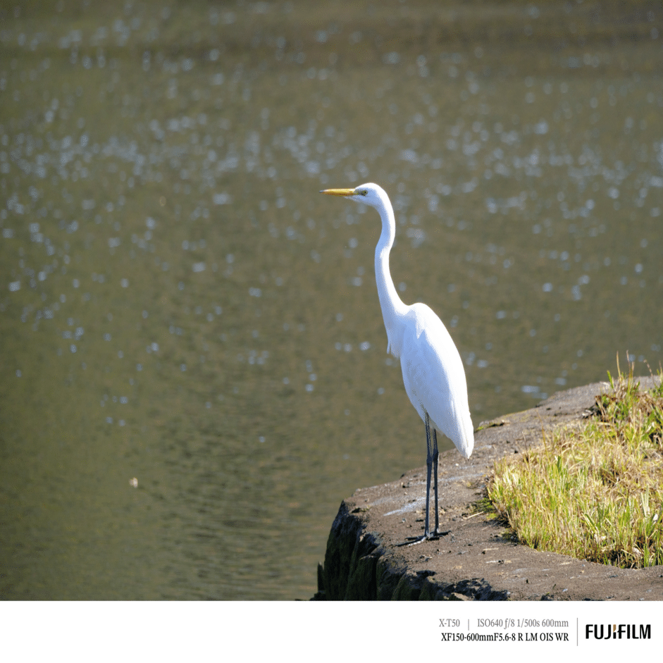 超望遠での初探鳥！｜FUJIFILM X-T50 & XF150-600mm｜cap