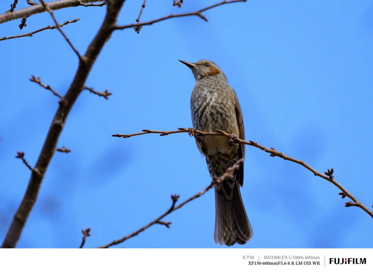 超望遠での初探鳥！｜FUJIFILM X-T50 & XF150-600mm｜cap