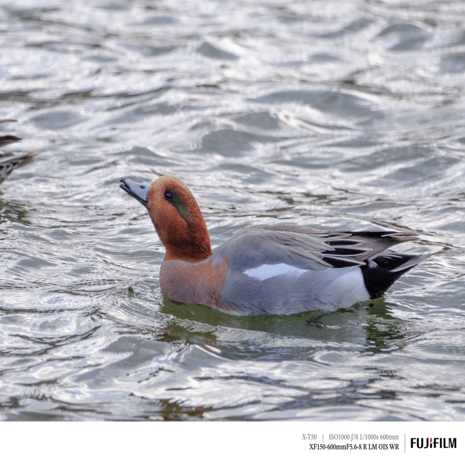 超望遠での初探鳥！｜FUJIFILM X-T50 & XF150-600mm｜cap