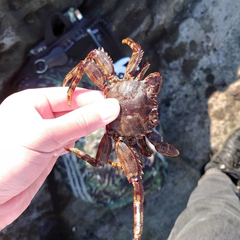 高級ガニを捕りまくる 城ヶ島 畠山 秀哉 Note