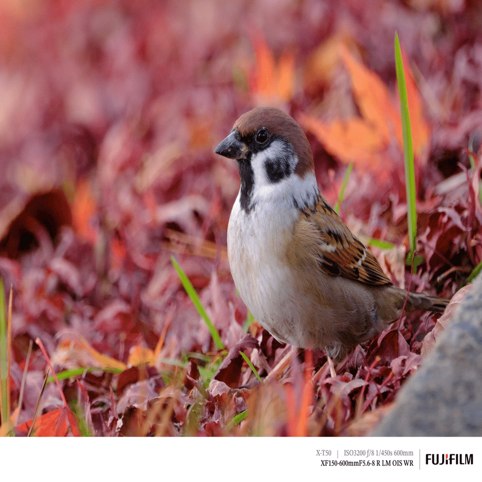 超望遠での初探鳥！｜FUJIFILM X-T50 & XF150-600mm｜cap