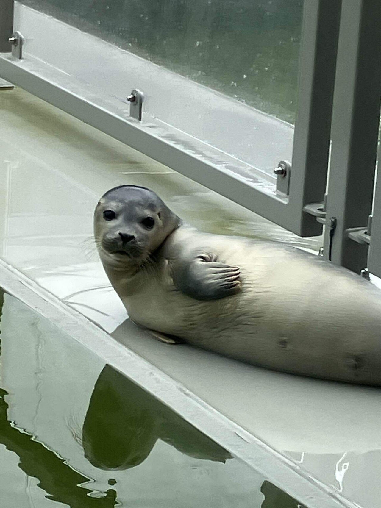 オランダ在住ガチ勢が語る！アザラシ幼稚園の魅力6選｜Emily