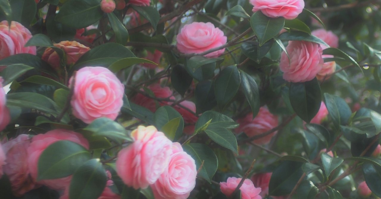 最近は中堅どころの乙女向けゲームアプリを探すのが楽しいので紹介する【25選】｜ななころび