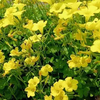 日陰草カタバミさん