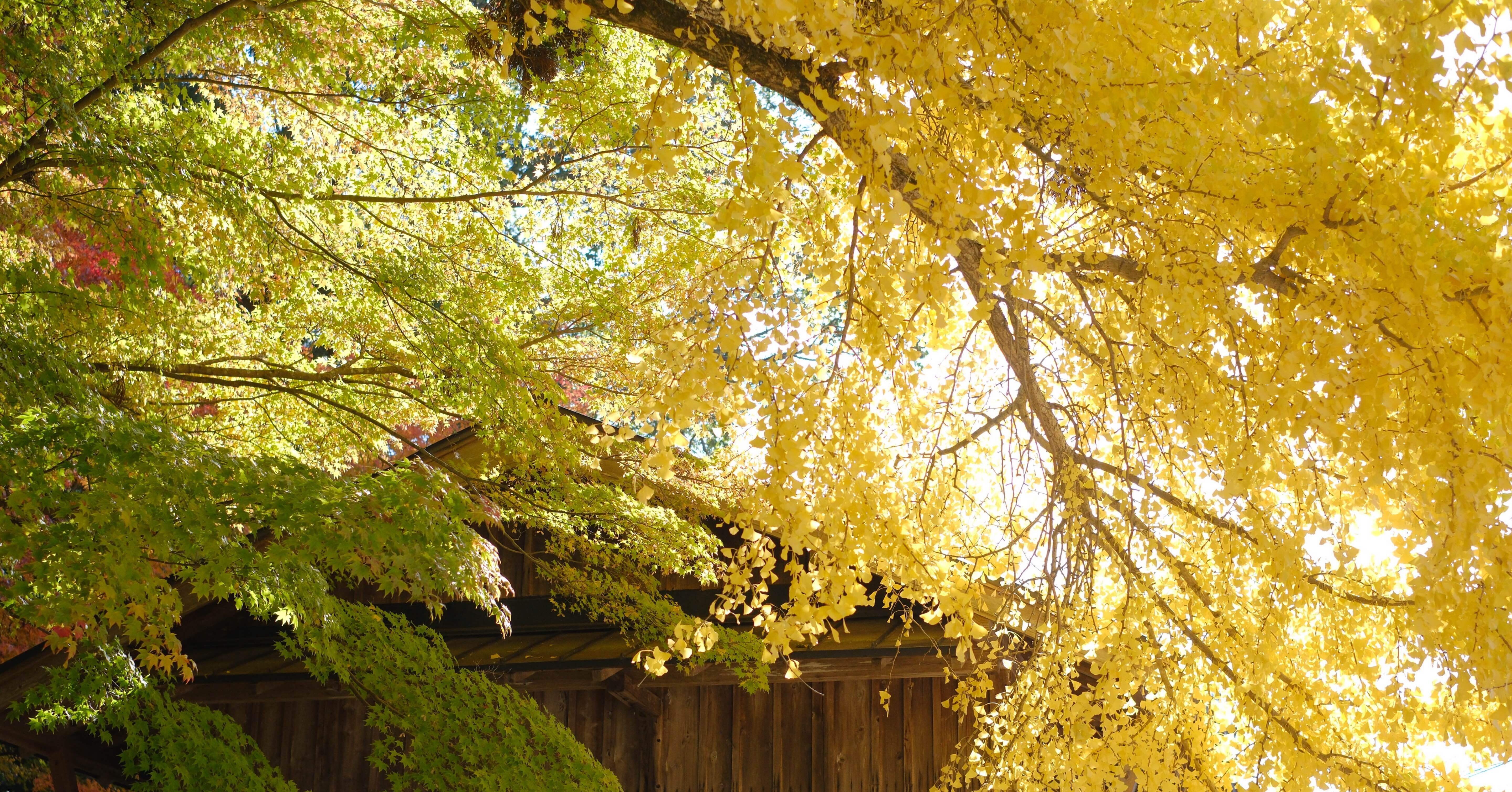 紅、白、黄色 ｜あ〜さ☆