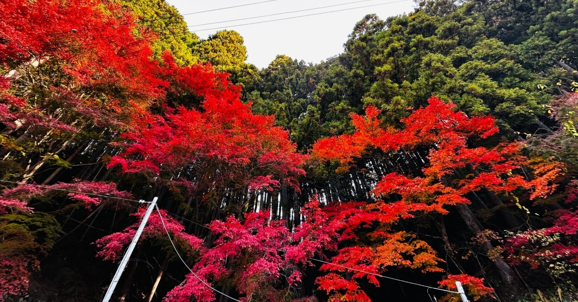 佐久間町 浦川 で見ることができる、綺麗な紅葉の場所。｜浜松市佐久間