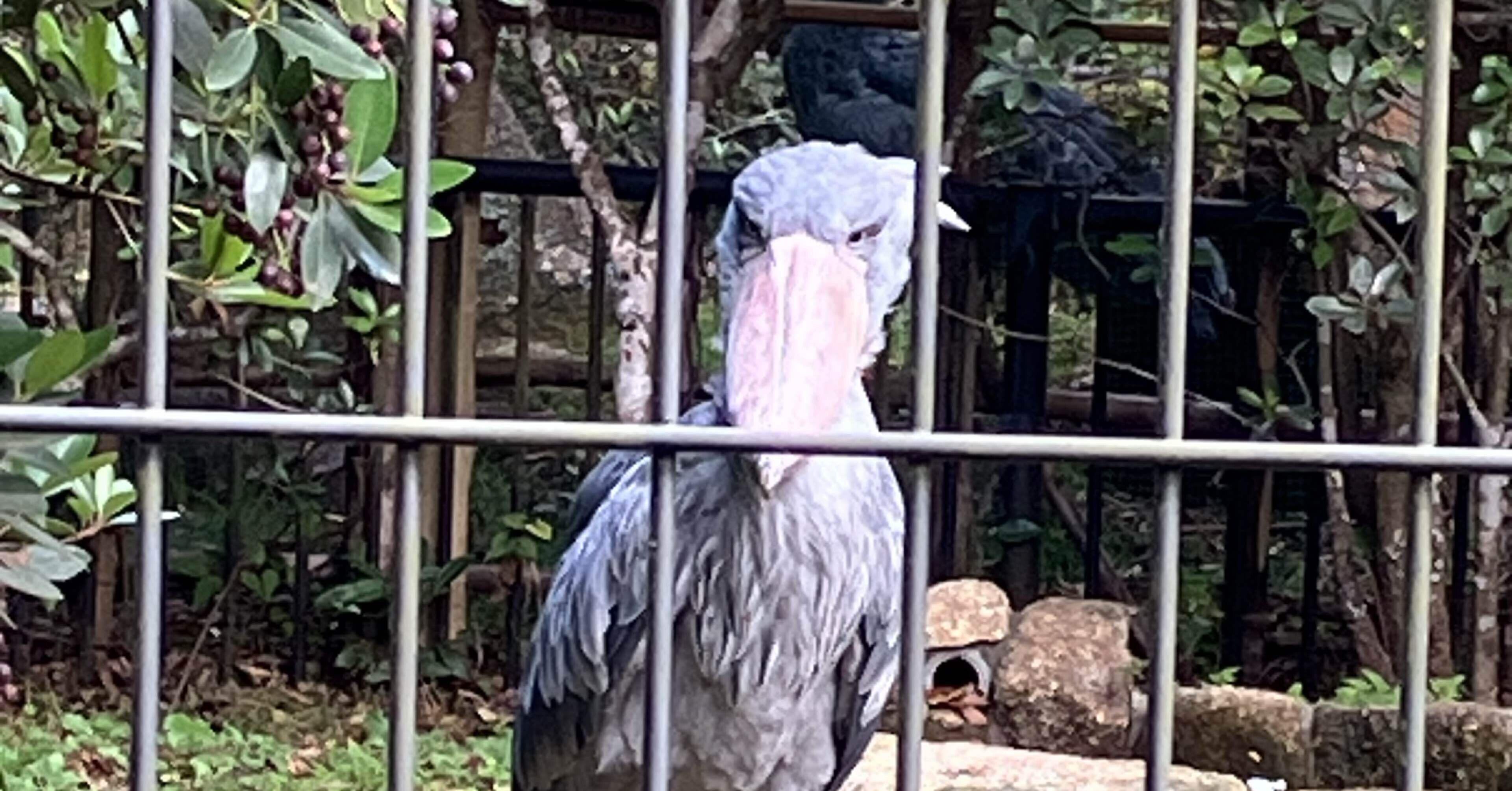 ハシビロコウが好き。｜Shoebill