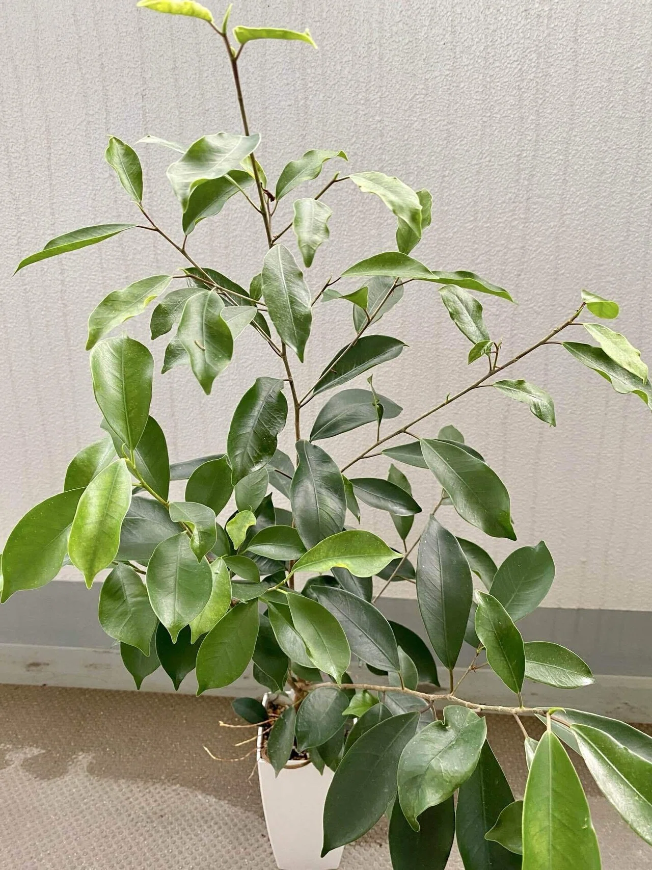 ガジュマルとの1年間｜カメリア