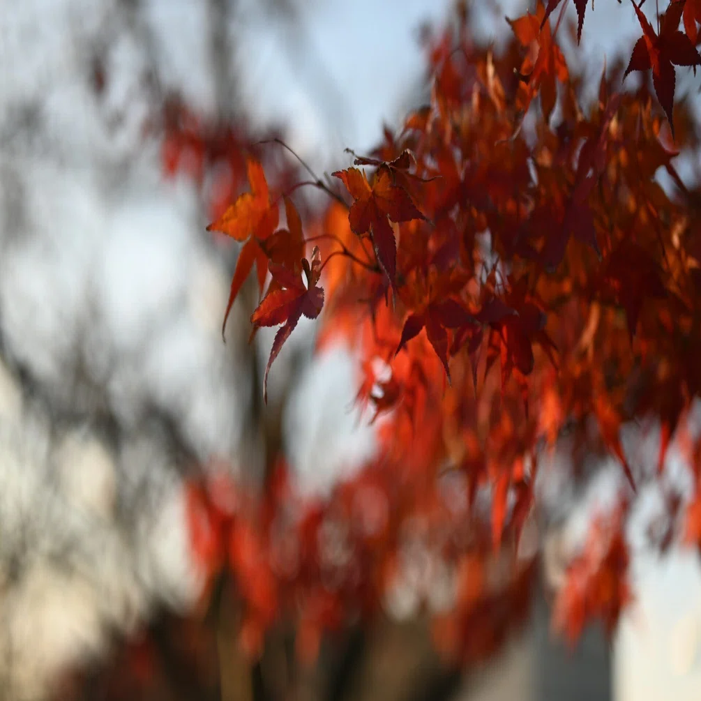 ギリギリ紅葉に間に合った！晩秋の白山公園をNikon Z 5で撮り歩く