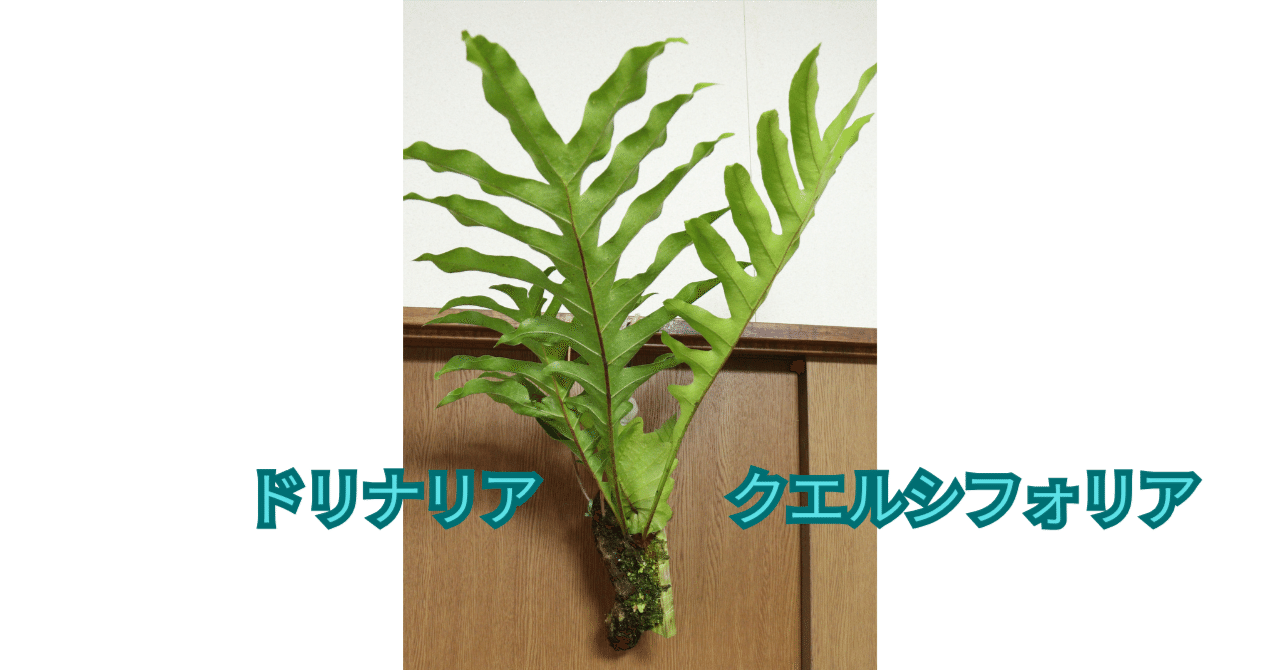 ドリナリア クエルシフォリア ドリナリア クエルシフォリアの成長日誌2 2025/8頃から11/2まで