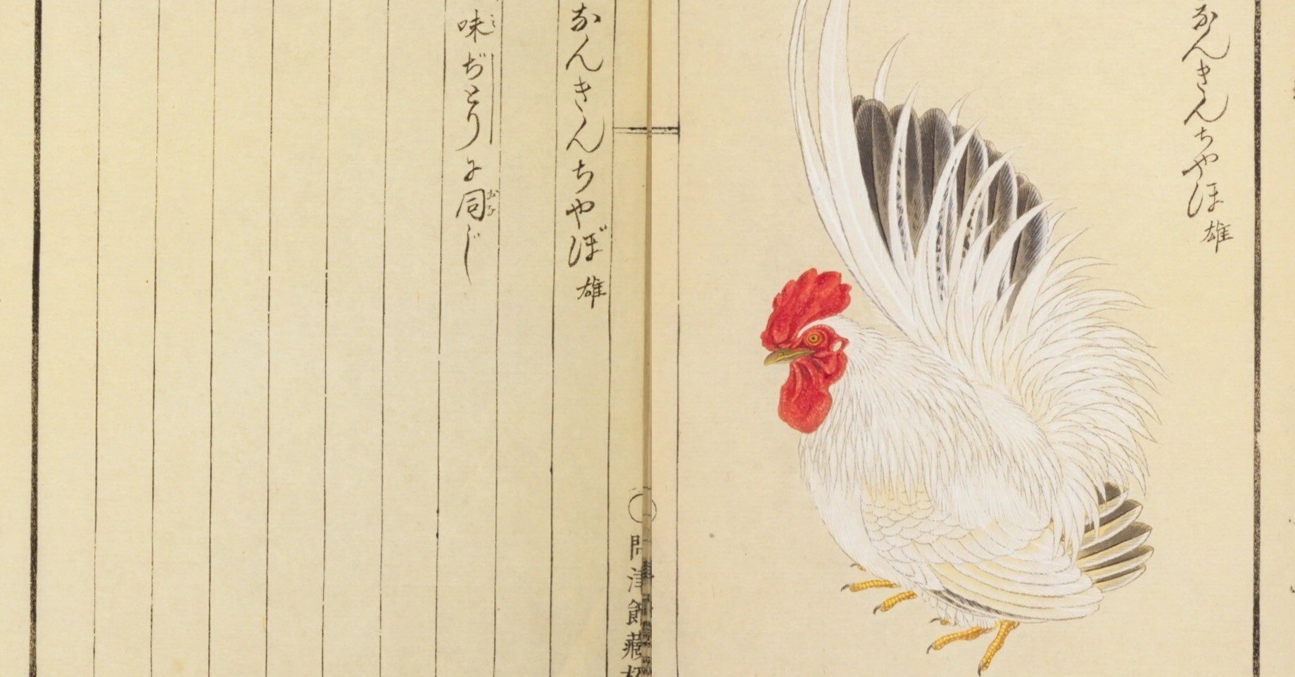 鳥図鑑】華鳥譜（15）おこつけ／しろなんきんちやぼ／たうまる／しやも