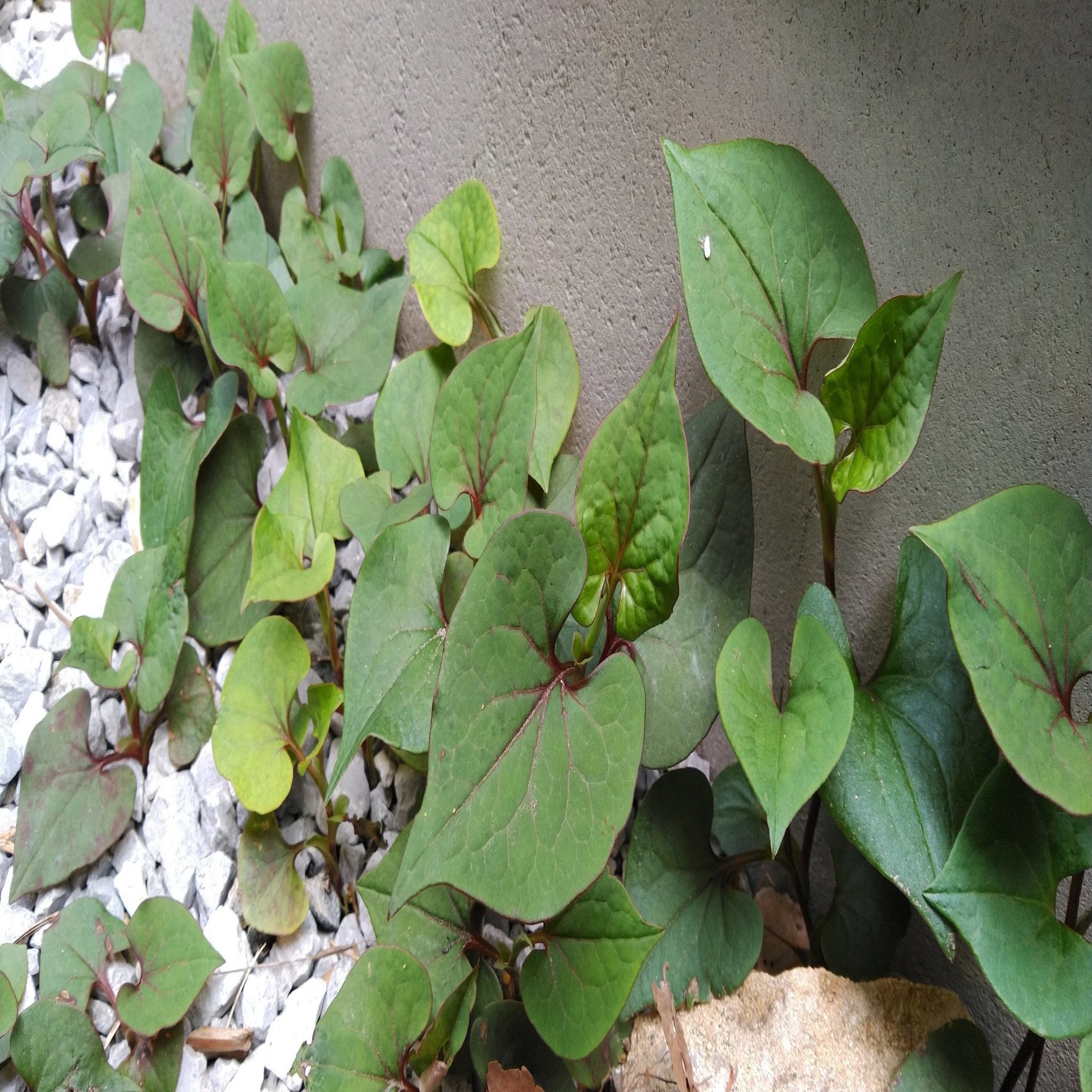 生活科 雑草図鑑 ドクダミ編 Jun 子どもの 居場所 をつくる先生 Note