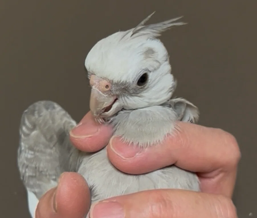 ふと思いだした事⑨飼い主懐き度チェック🐦｜okamekochan