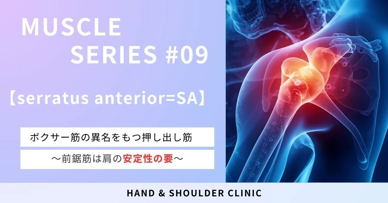[Must-read for young therapists] Understanding the serratus anterior ...