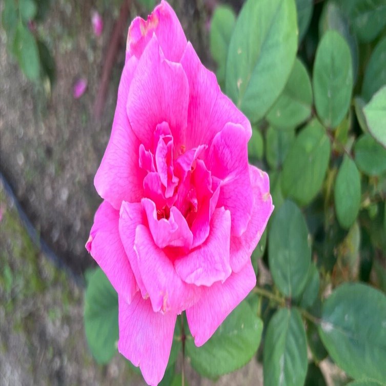 野薔薇 フィギュアーツZERO 釘崎野薔薇 | 魂ウェブ