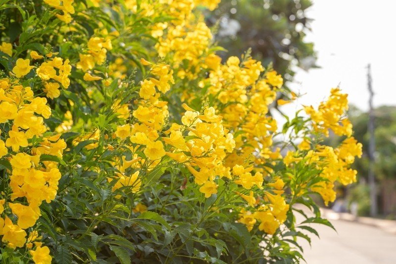 いつ見ても色鮮やかな 金の花 タイでどこにでも咲く花 21 Masayuki Saito Note いつ見ても色鮮やかな 金の花 タイでどこにでも咲く花 21 Masayuki Saito Note