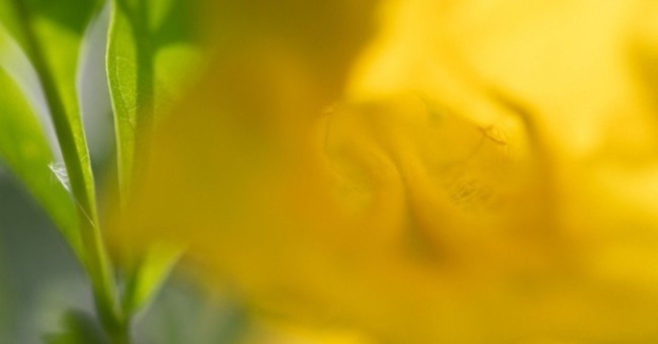 いつ見ても色鮮やかな 金の花 タイでどこにでも咲く花 21 Masayuki Saito Note いつ見ても色鮮やかな 金の花 タイでどこにでも咲く花 21 Masayuki Saito Note