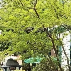 私は、短歌研究社の1．歌人名簿のご確認（変更事項・掲載諾否の確認